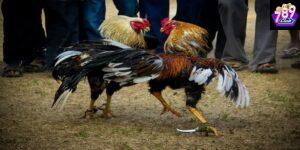 Đá gà hiệu quả vai trò của chiến lược